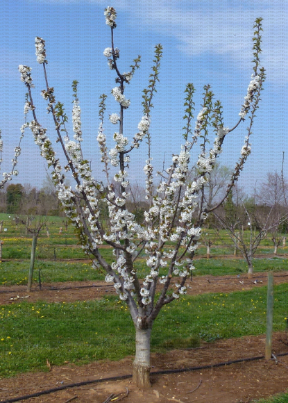 Cerise - Variété de cerise Royal Lynn : arbre en 7e feuille